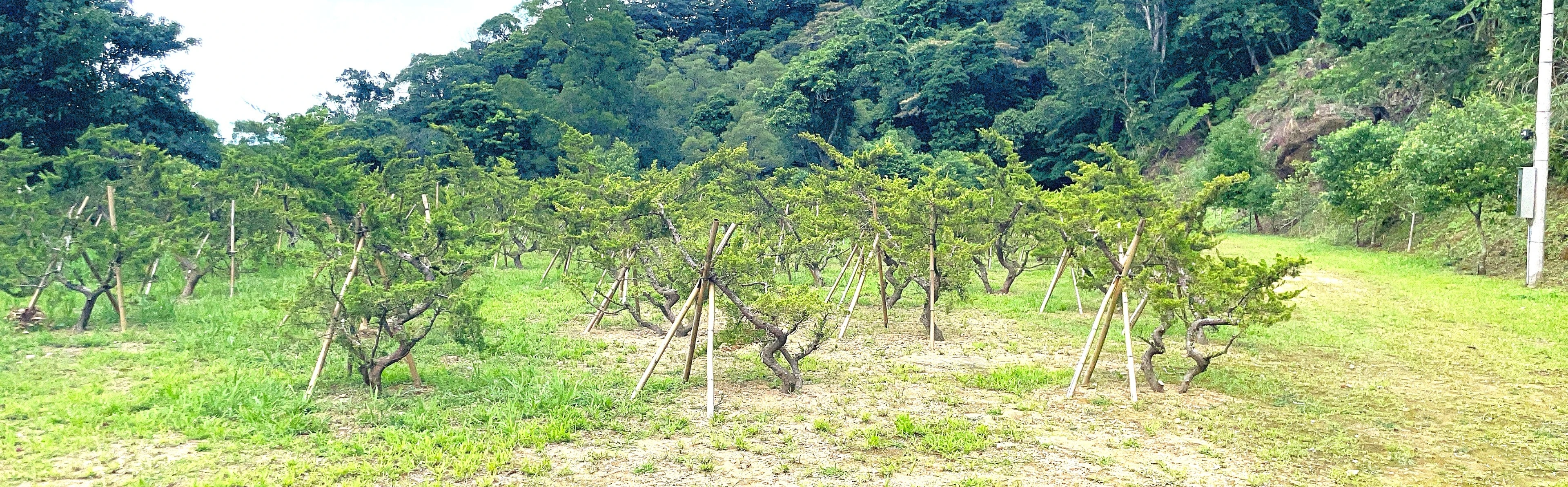  石碇安養中心特定事業用地 - 物件實景